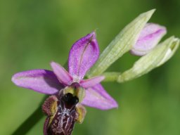 Ophrys_valdeonensis_Cordianes_Picos_de_Europa_3-min